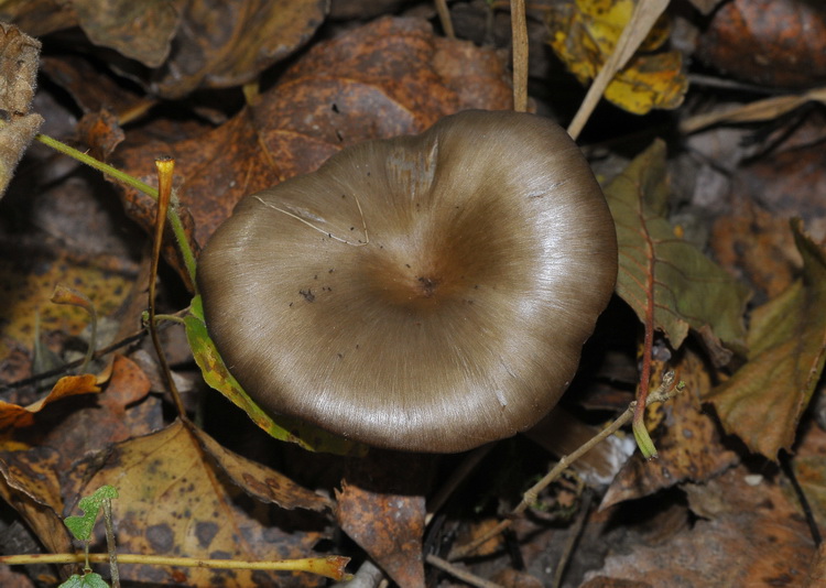 Entoloma sericeoides ?